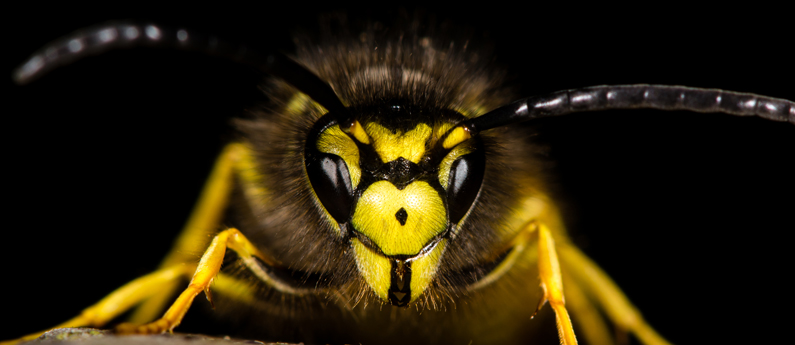 Yellow jacket nest creates buzz