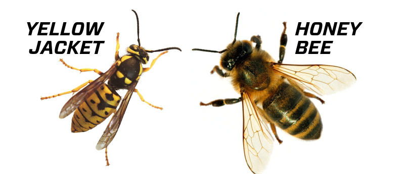 What's the difference between yellowjackets and honeybees?