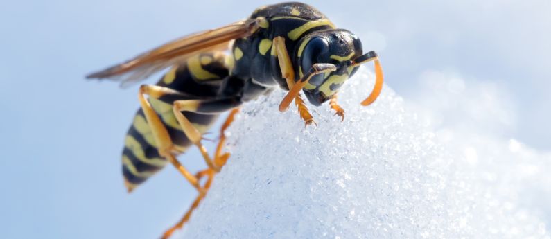 What do insects do in winter?