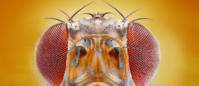 Five fascinating facts about fruit flies
