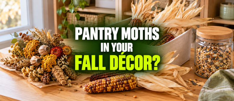Pantry Moths in Fall Decorations? Here's What to Check