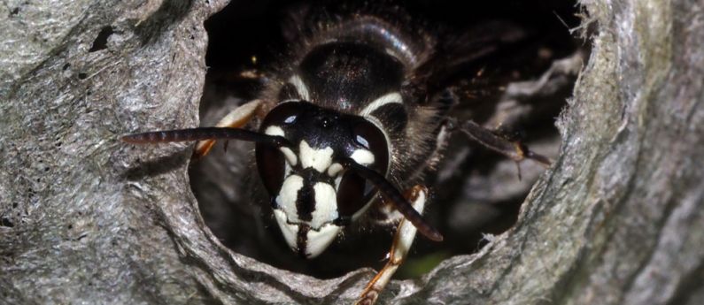 great black wasp nest