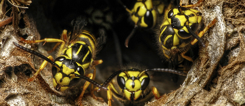 Why yellowjackets are most aggressive in fall