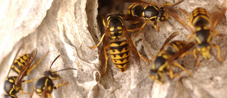 Six reasons not to mess with yellowjackets