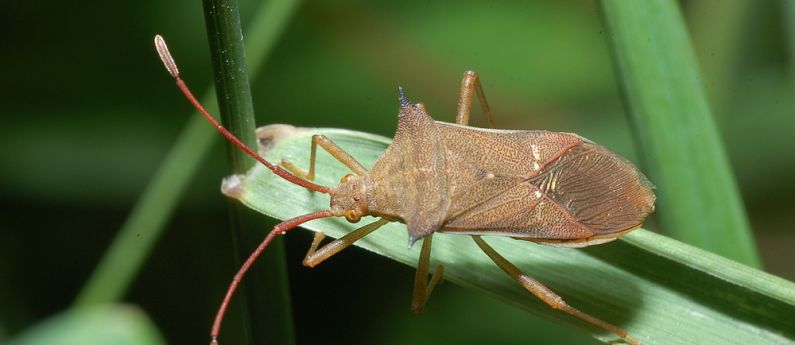 Dead-Inn™ Stink Bug Trap