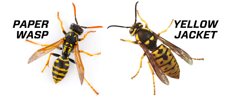 Yellow Jacket Removal In Texas  Yellow Jackets Vs. Other Wasps