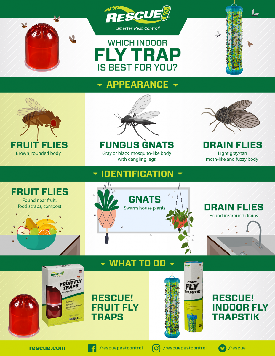 Fruit Fly Identification And Control Guide