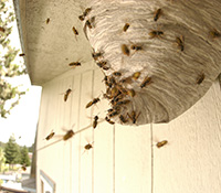 Yellowjackets are more aggressive than paper wasps. They defend their nest, but will also sting unprovoked. 