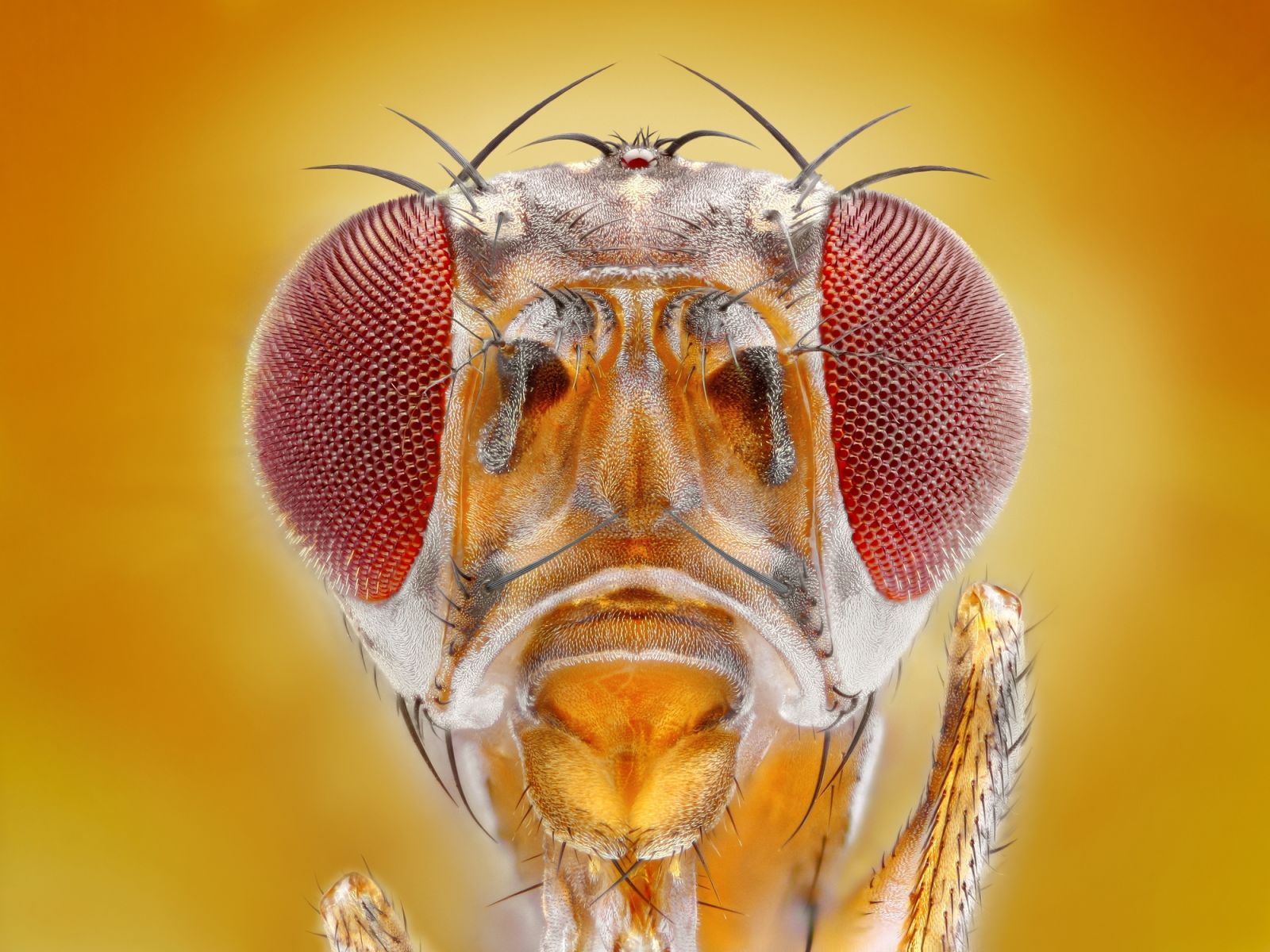 Six Nobel prizes – what's the fascination with the fruit fly