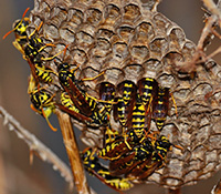 Paper wasps are generally docile; they will sting if the nest is disturbed. 