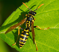 Distinguishing between yellowjackets, wasps, and look alikes 