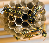 Paper wasp nests resemble an open honeycomb or upside-down umbrella. 