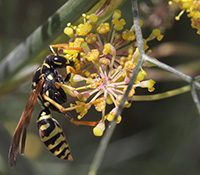 Paper wasps feed on damaged fruits and can be found on flowers looking for nectar. 