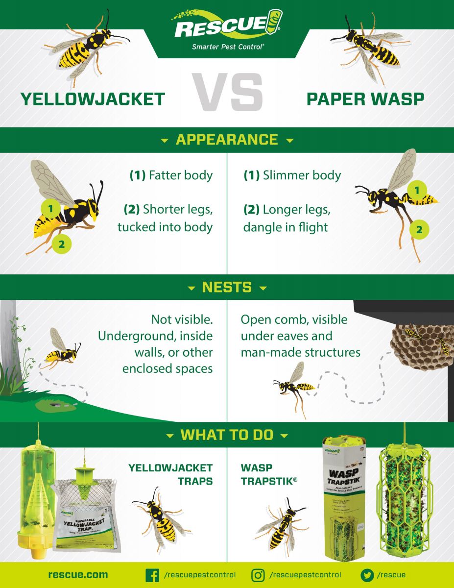 yellow jacket wasp life cycle