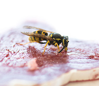 Yellowjackets are picnic pests; they're drawn to protein sources, such as grilled meat. They also go after sweet liquids like soda and juice. 