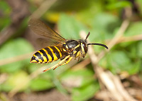 Yellowjackets tuck their legs under their bodies when they fly.