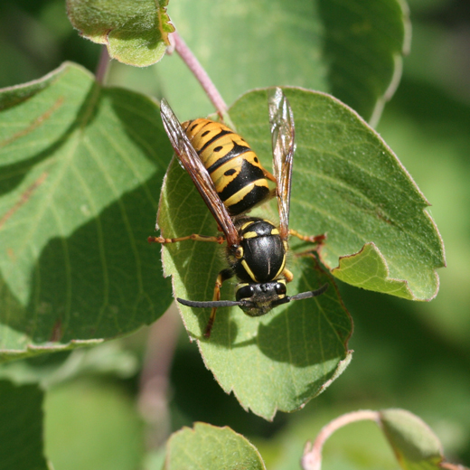 Save summer by catching yellowjacket queens in spring!