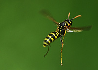 Paper wasps dangle their long legs when they fly.