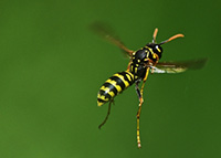 Yellowjacket Fly